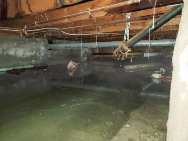 Best Water damage restoration cost  in Almont, MI